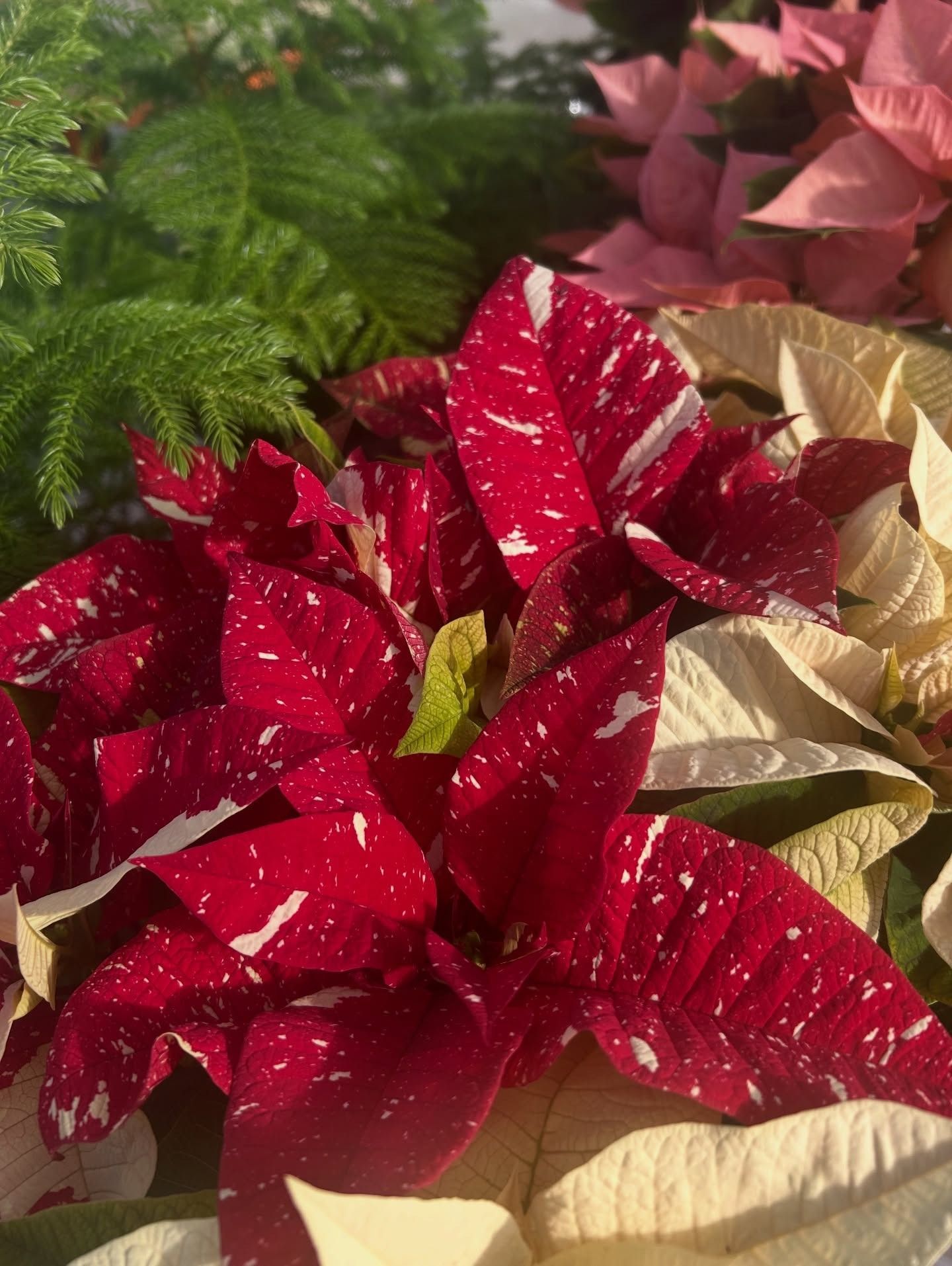 Red and white speckled poinsettia flowers with green evergreen, and light pink flowers in background.