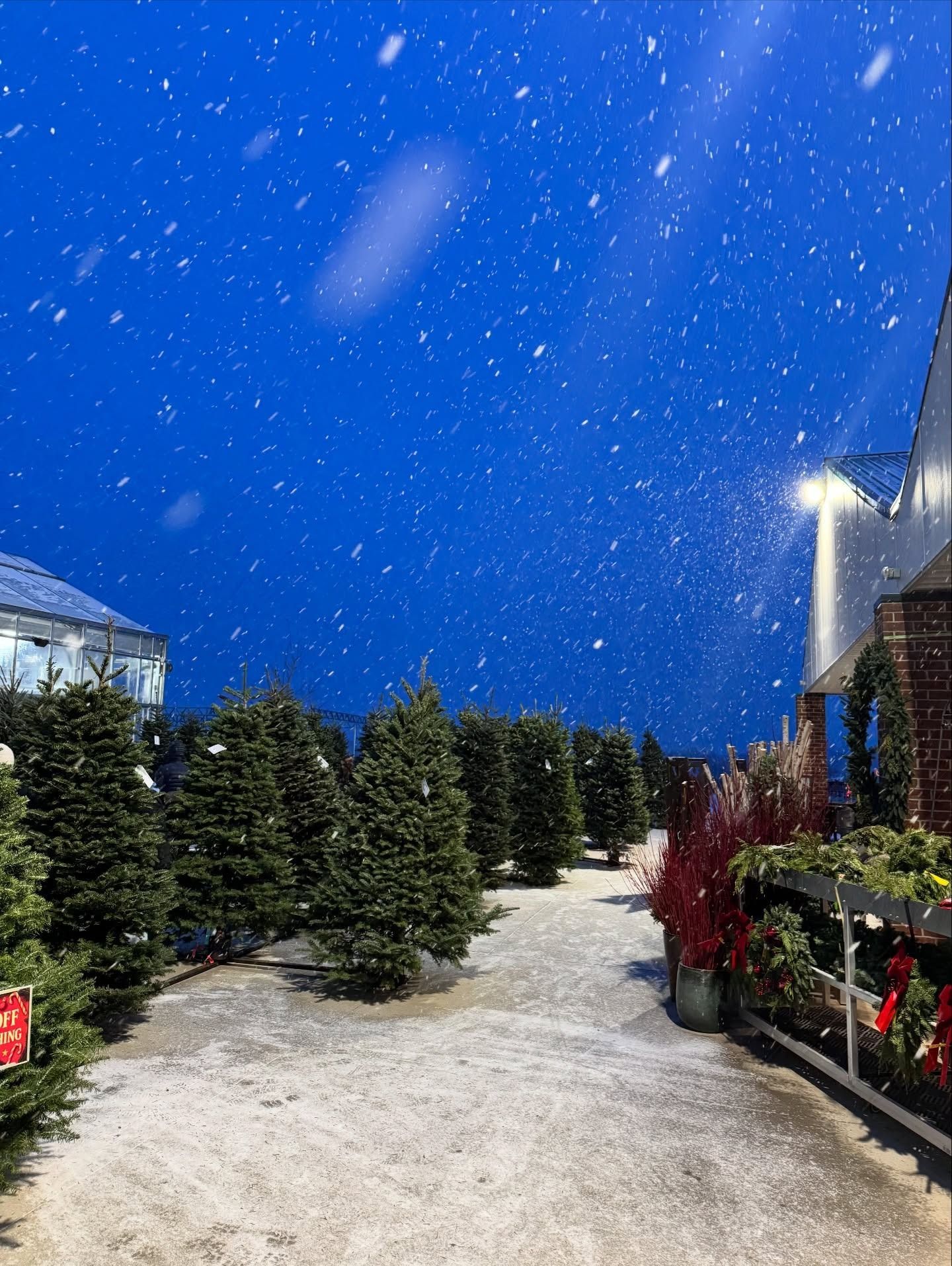 Snowy Christmas tree lot with evergreen trees, blue sky, and a bright street lamp.