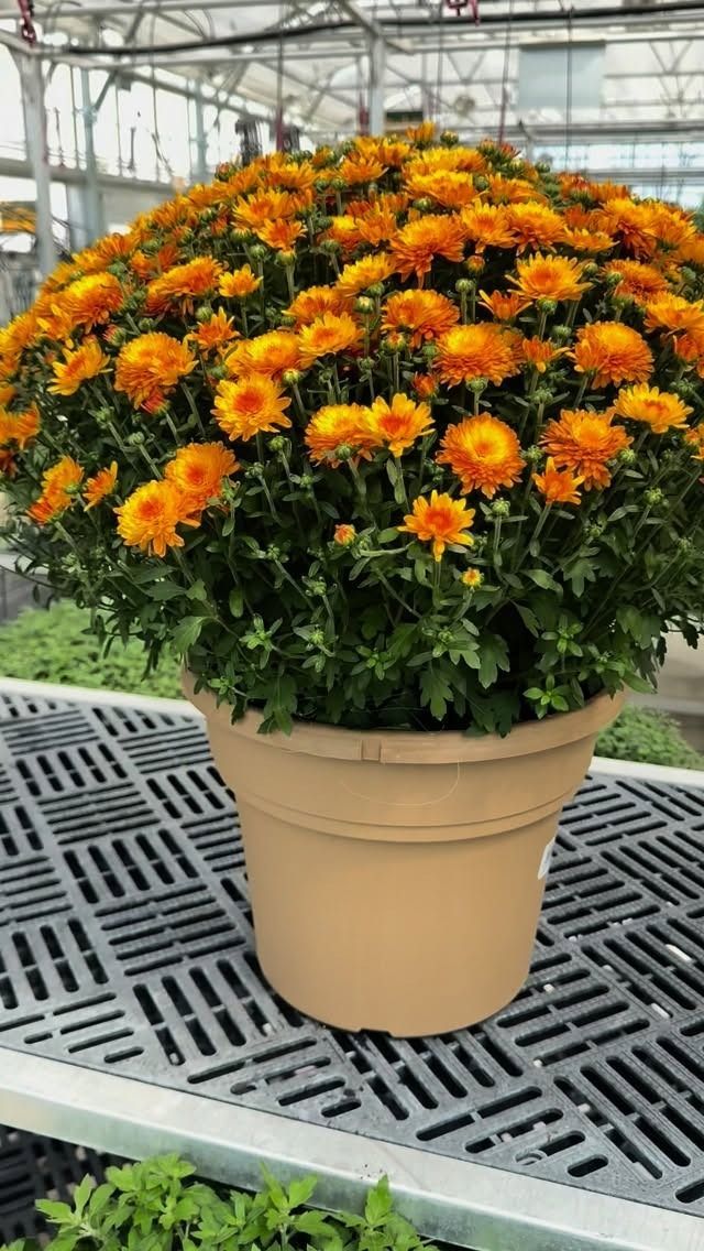 Potted orange chrysanthemums in full bloom, sitting on a black grid, inside a greenhouse.