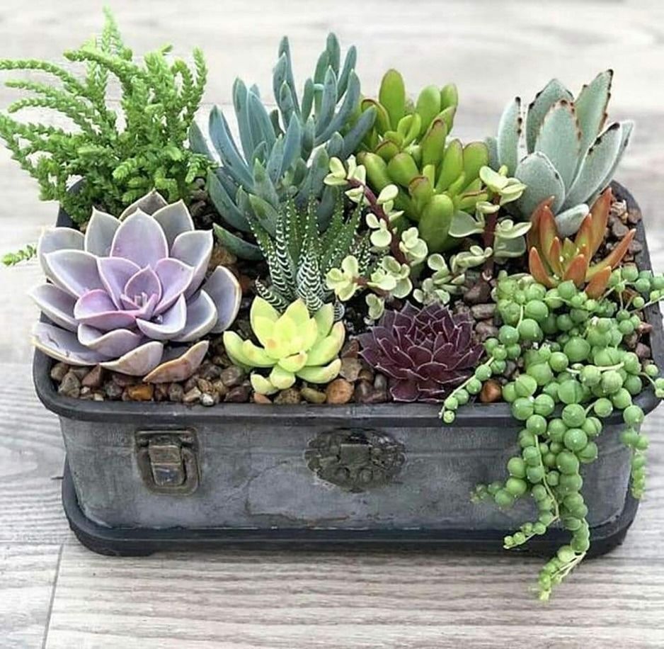 Succulent arrangement in a gray vintage suitcase: various green, purple, and yellow plants in a shallow container.