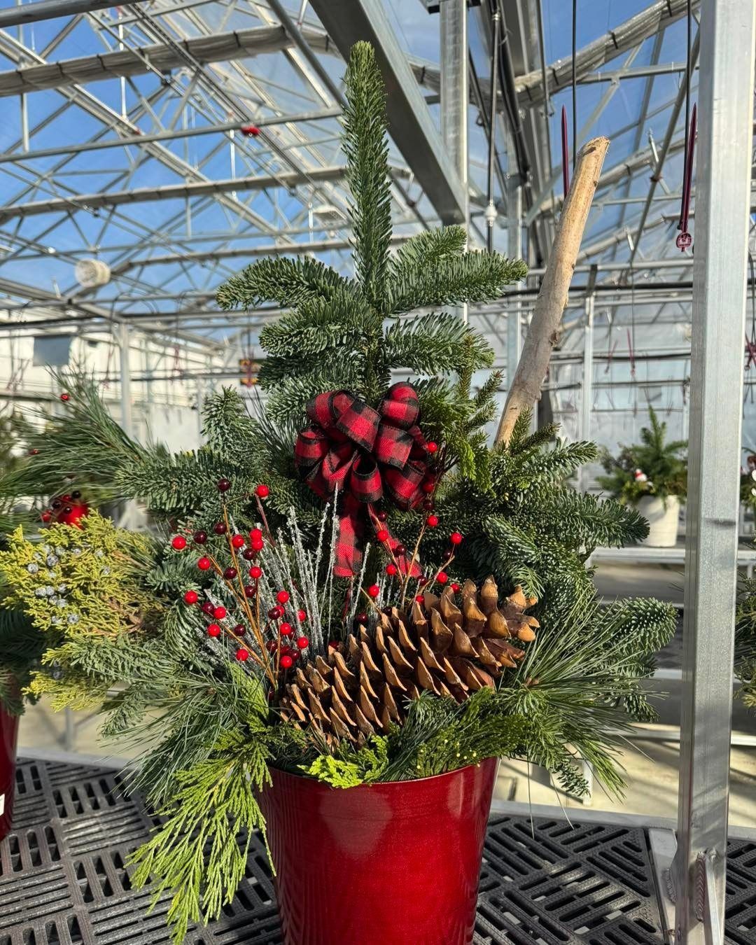 Holiday arrangement in a red pot; features pine, berries, a pinecone, and a plaid bow. Greenhouse background.