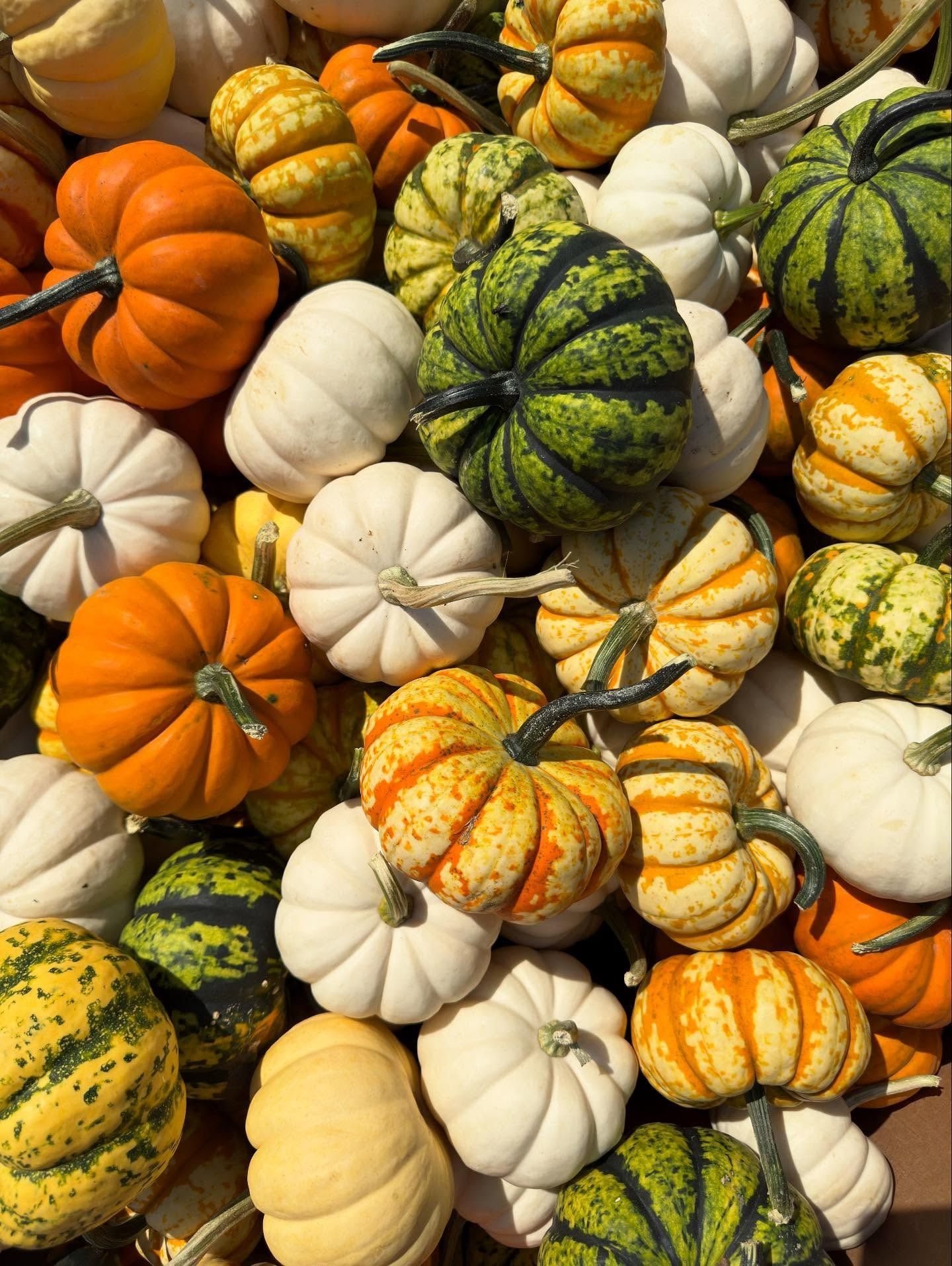Assortment of small colorful pumpkins and gourds: orange, white, yellow, and green, piled together.