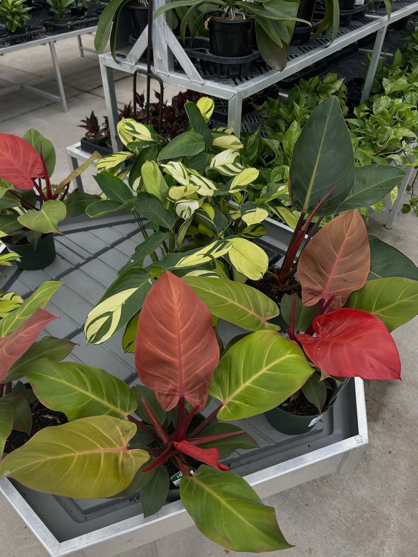 Various potted plants with red, green, and yellow leaves, on a metal shelf in a greenhouse setting.