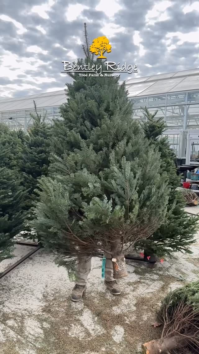 Person carrying a tall evergreen Christmas tree in a greenhouse setting.