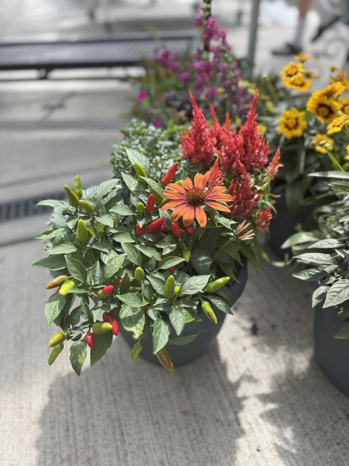 A potted plant with red chili peppers and orange flowers, set against a blurred background of more plants.