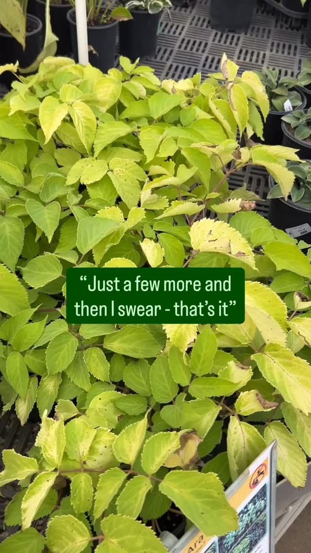 Green and yellow plant with a sign. Text on the image says 