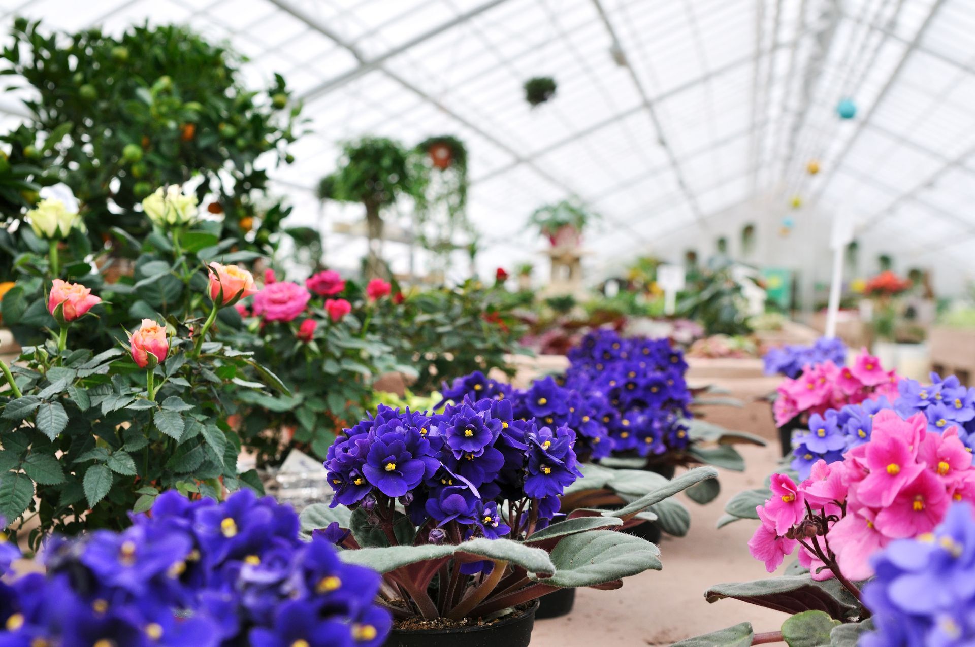Bentley Ridge Tree Farm