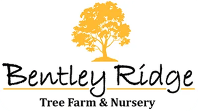 Bentley Ridge Tree Farm - logo