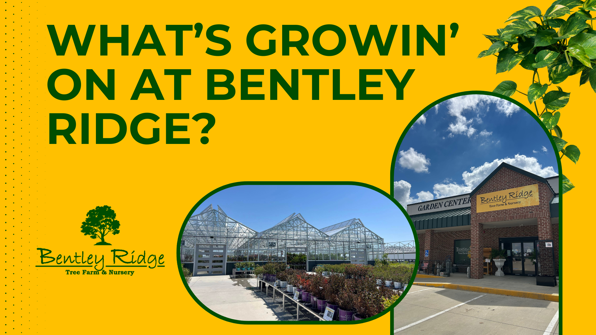 A promotional graphic for Bentley Ridge featuring photos of their greenhouse and store against a yellow background.