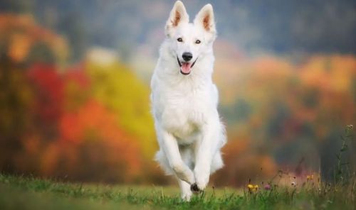 Kris' K9 Klean Up