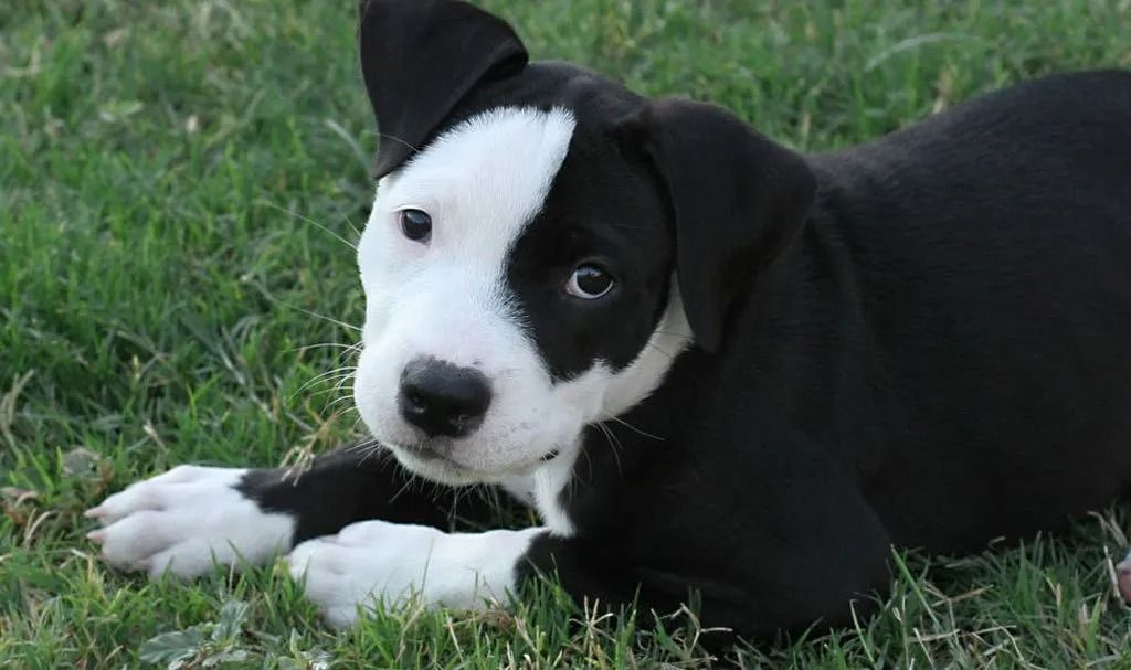 Black and white puppy lying on green grass, looking at the viewer.