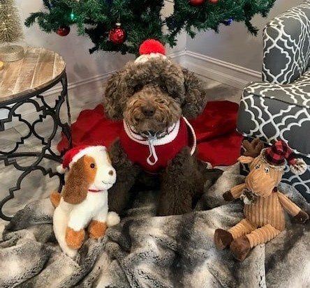 Brown curly dog in a red sweater and Santa hat sitting by a Christmas tree with two stuffed toys