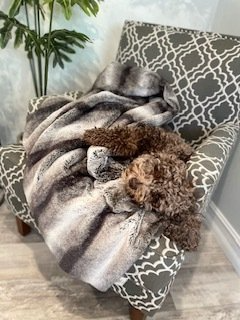 Curly brown dog curled under a plaid blanket on a patterned chair beside a plant