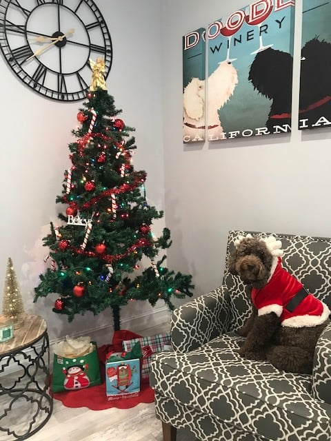 Living room with decorated Christmas tree, holiday decor, and a brown dog in a red sweater on the couch