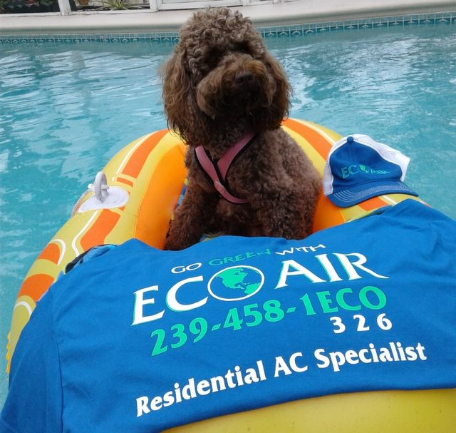 Brown dog sitting on a colorful air mattress in a swimming pool with an Eco Air logo.