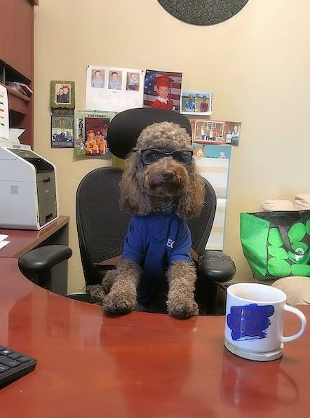 Small dog in a blue shirt sitting at an office desk with a mug in the foreground.