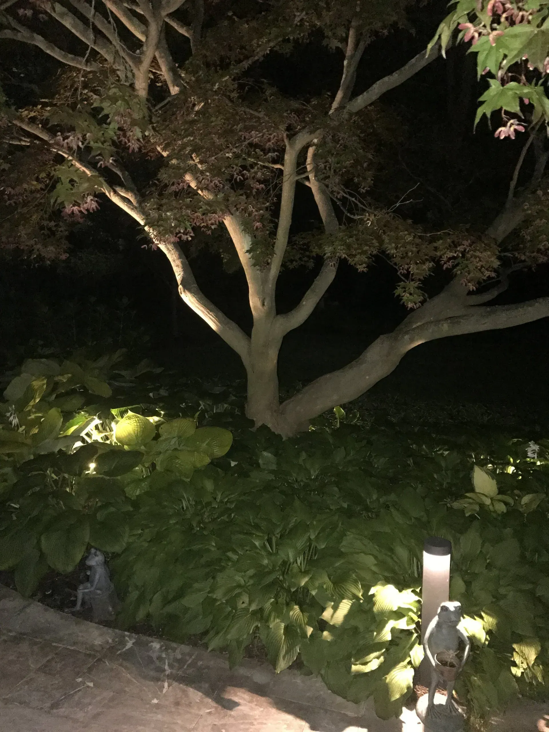 Japanese maple tree illuminated at night with undergrowth and pathway lights.