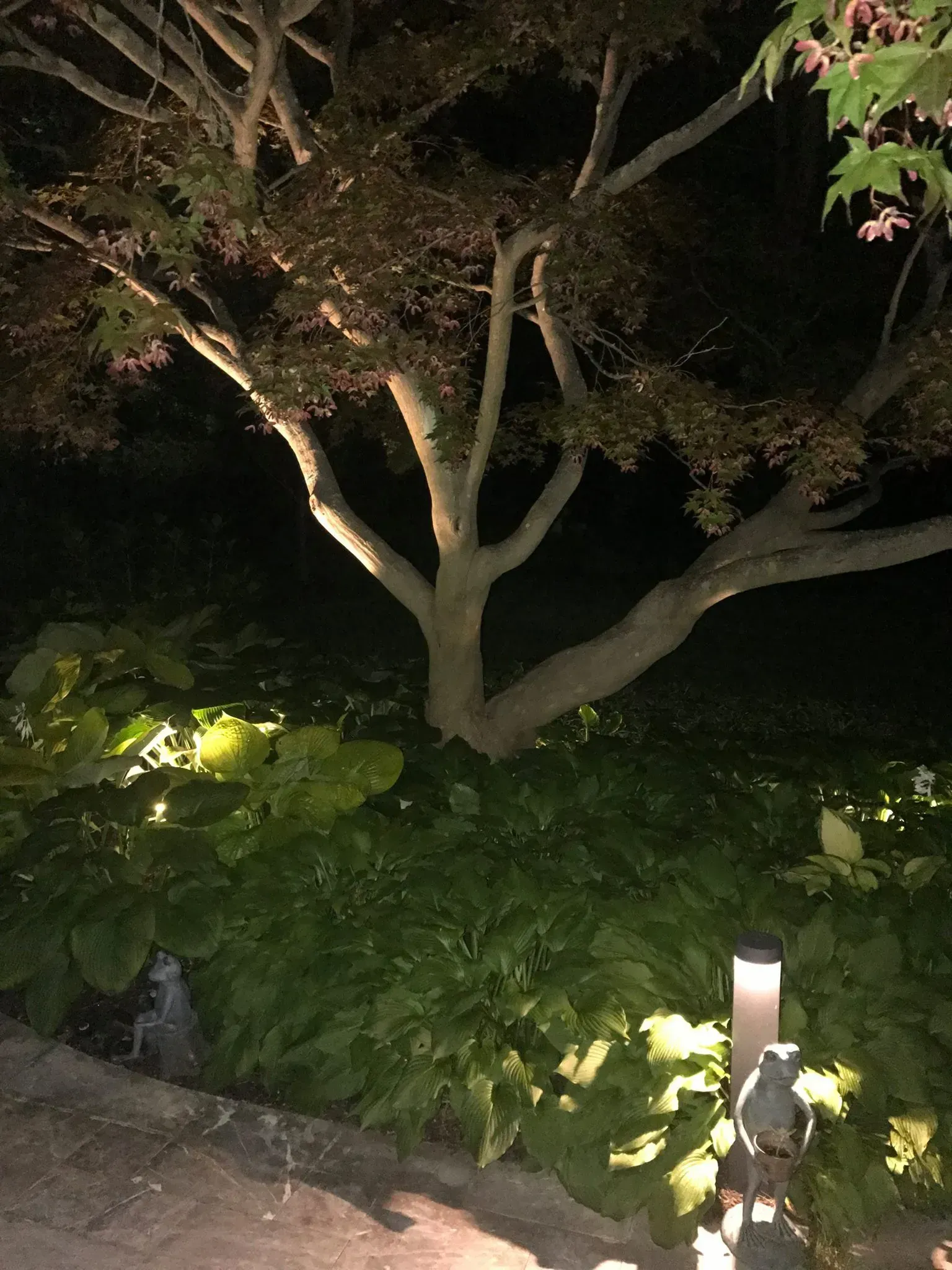Tree illuminated at night, branches extending over a lit green bush, and a walkway.