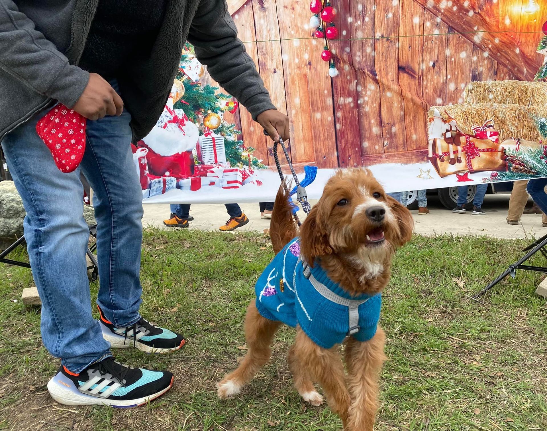 Dog in a blue sweater on a leash with a person, in front of a holiday backdrop.