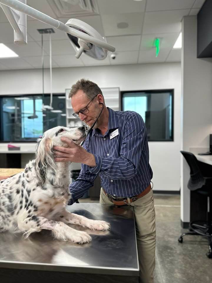 A veterinarian examines a speckled dog on a metal exam table in a modern clinic. The vet is holding the dog's face gently.