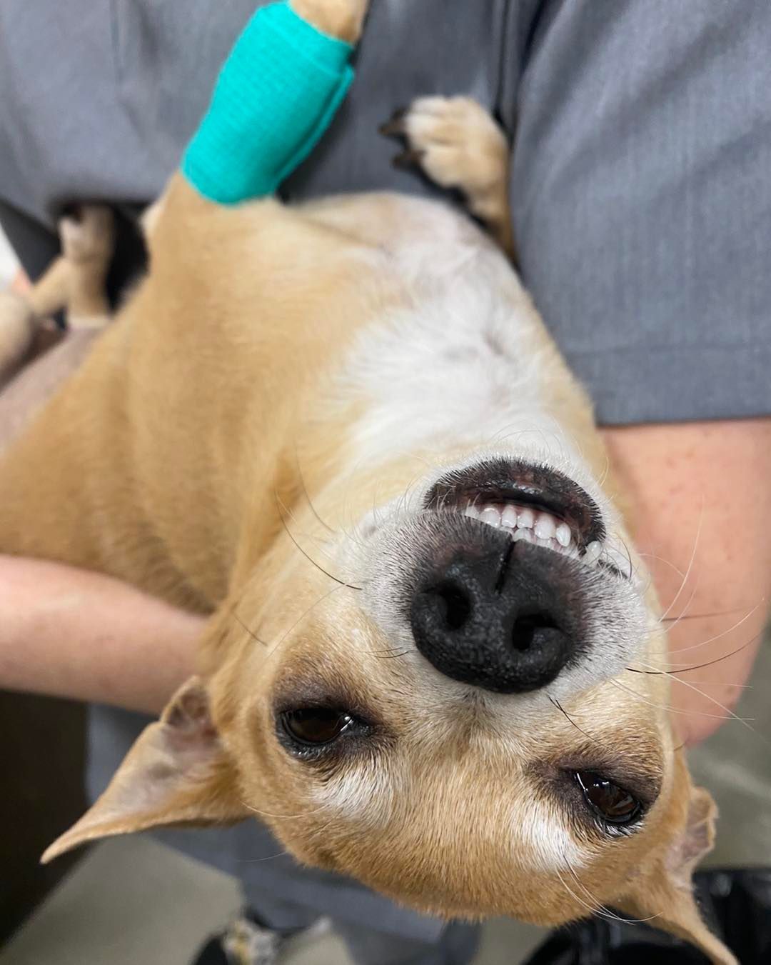 Tan dog being held upside down, showing a happy expression with a bandaged paw.