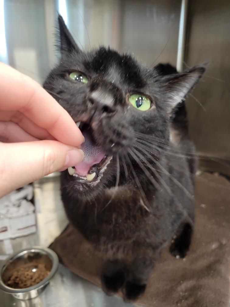 Black cat with green eyes opens mouth to eat treat held by a person's hand. The cat is indoors.