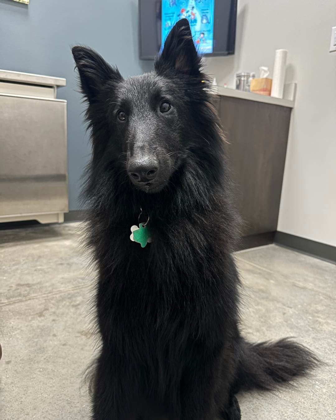 Black Belgian Shepherd dog sitting indoors, looking at the camera. It has a green tag on its collar.