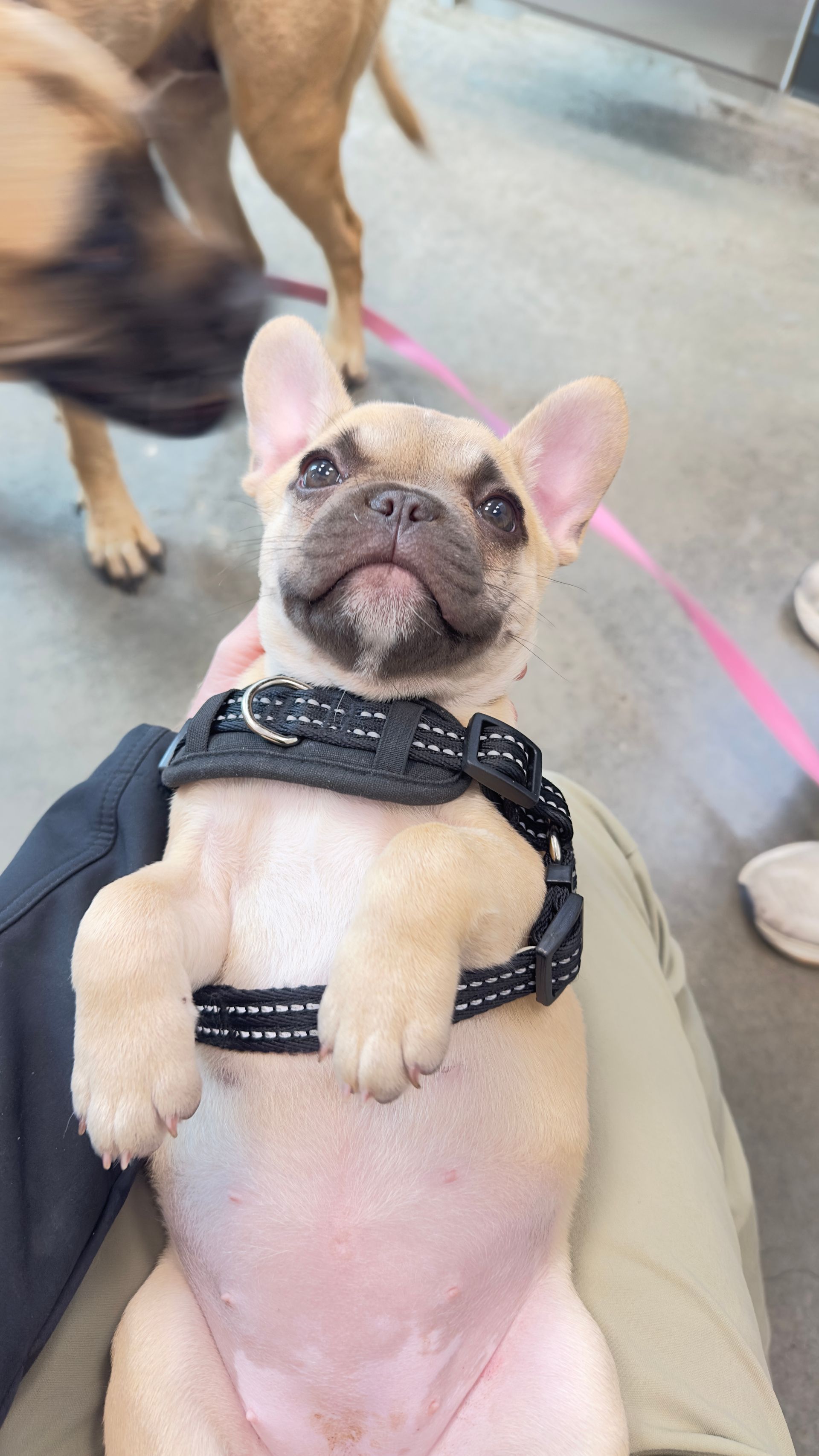 Tan French bulldog puppy wearing a black harness, held in someone's lap, looking upwards with a happy expression.