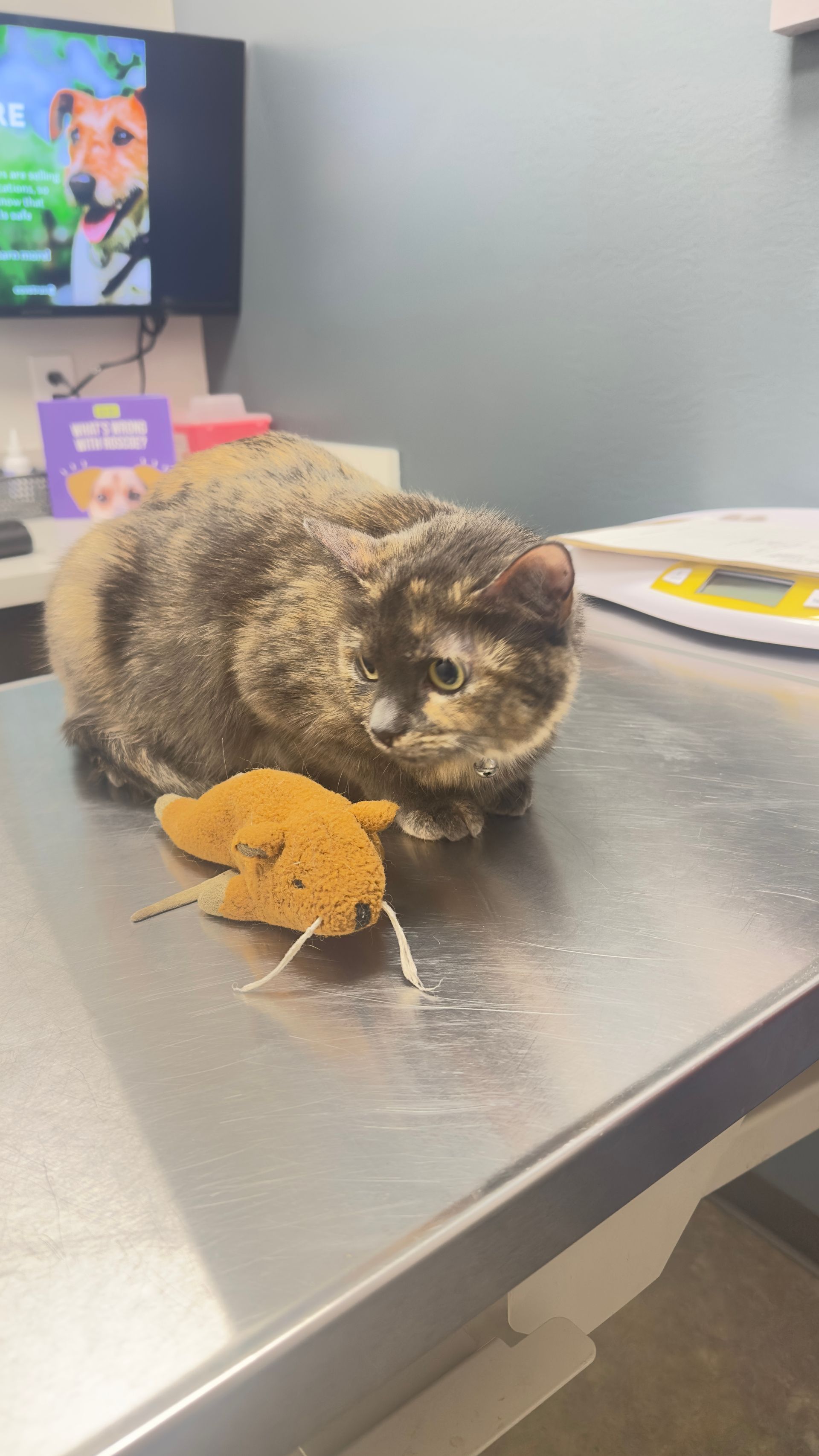Cat on a stainless steel table with a toy mouse; in a veterinary office.