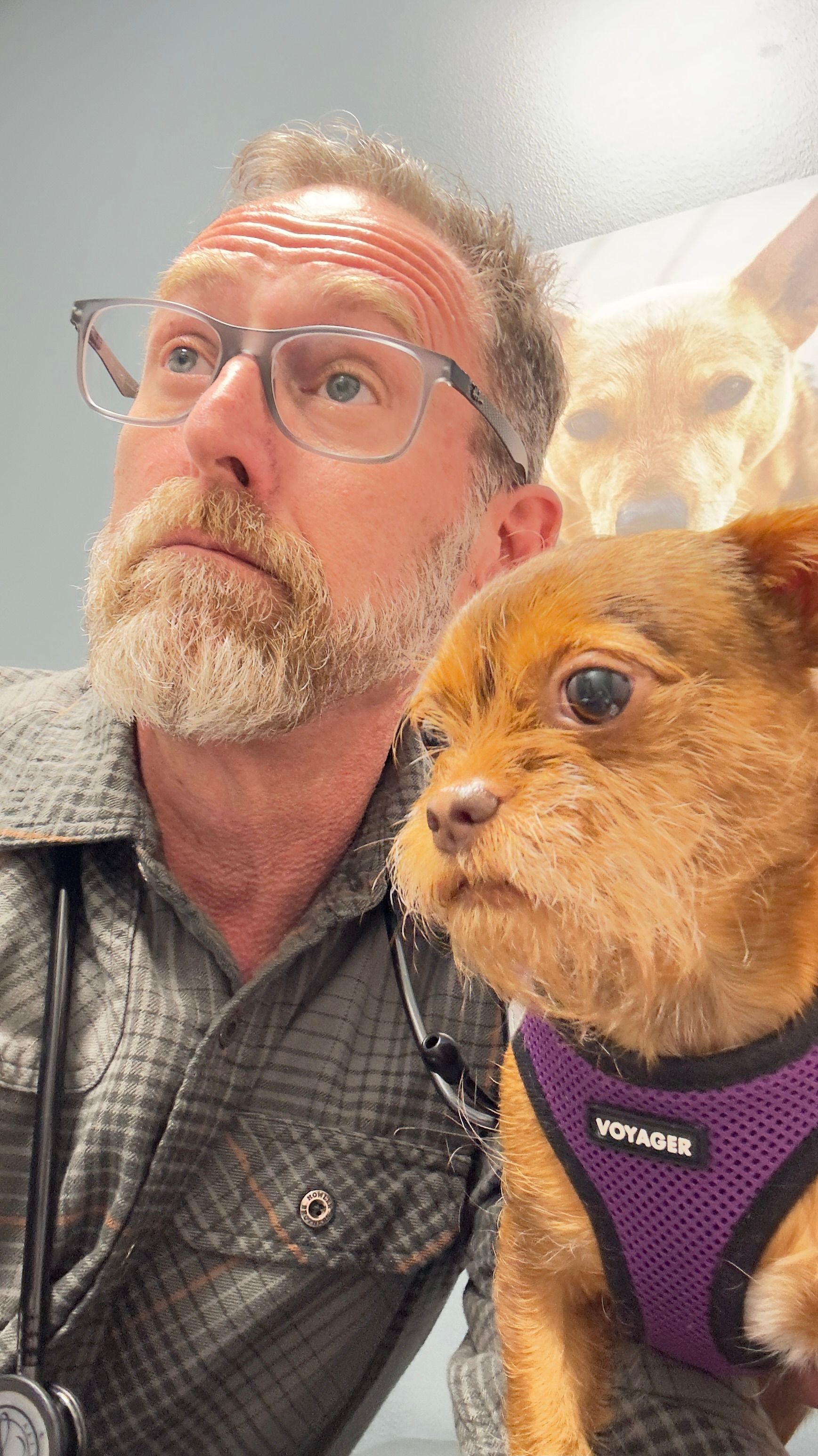 A veterinarian with glasses and a stethoscope examines a small brown dog wearing a purple harness in a clinic.