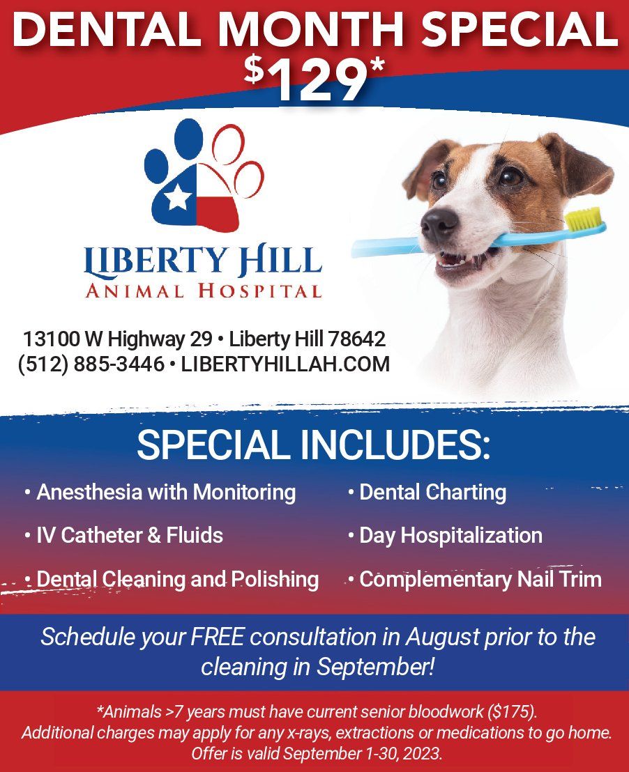 Pet Dentistry Services | Liberty Hill, TX