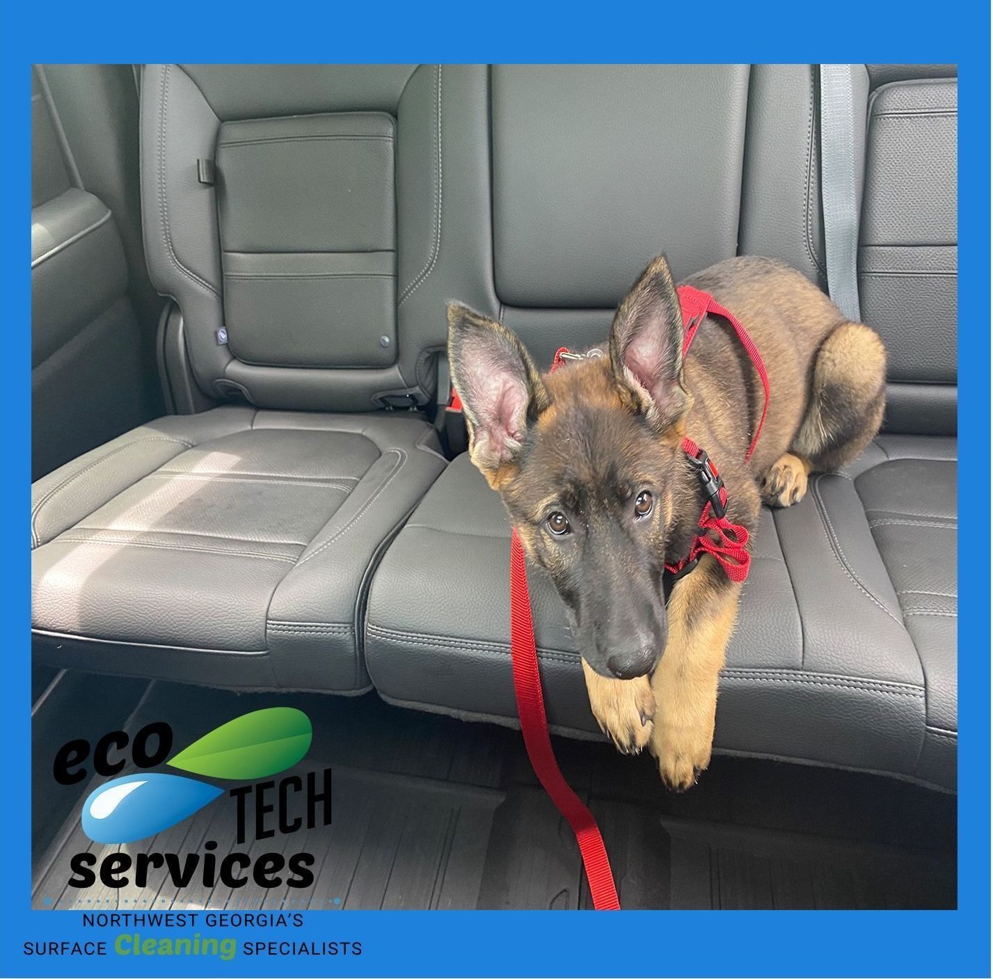 A german shepherd puppy is sitting in the back seat of a car