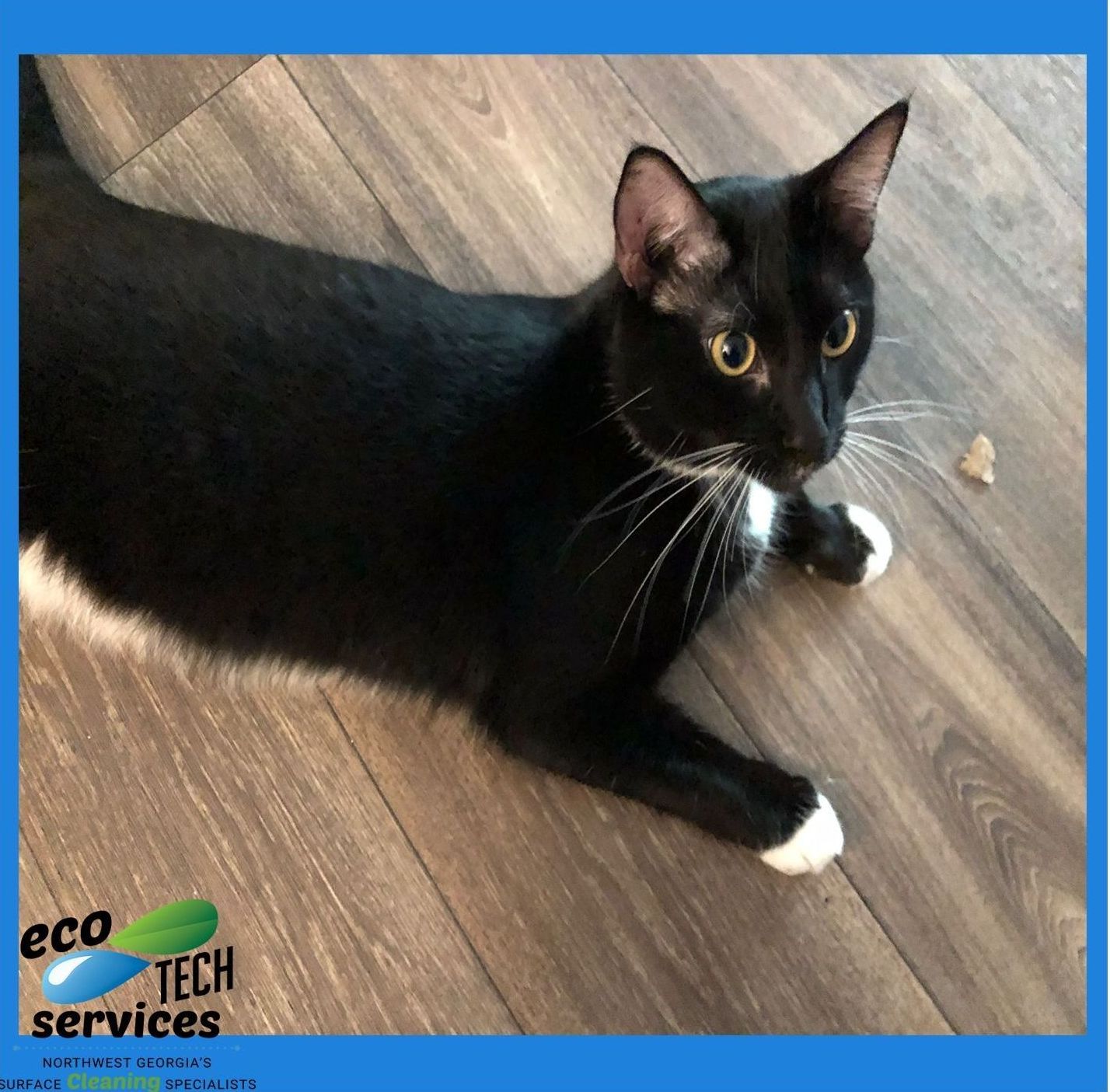 A black cat with white paws is laying on a wooden floor