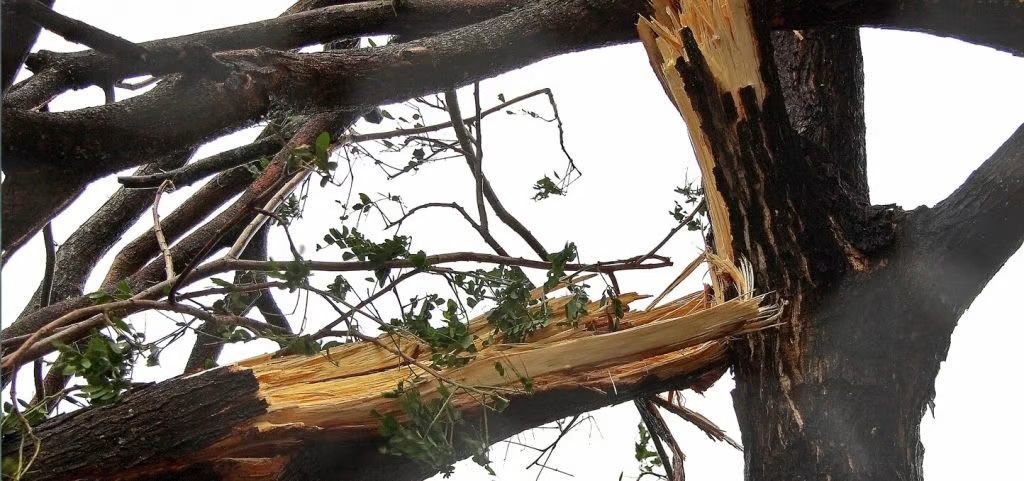 A large tree branch has snapped and is hanging by a splintered section against the trunk, likely due to storm damage.