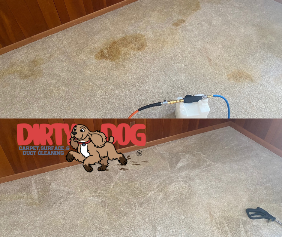 A before and after picture of a dirty dog carpet cleaner