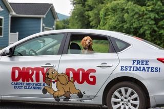 A dog is sitting in the back of a dirty dog car.