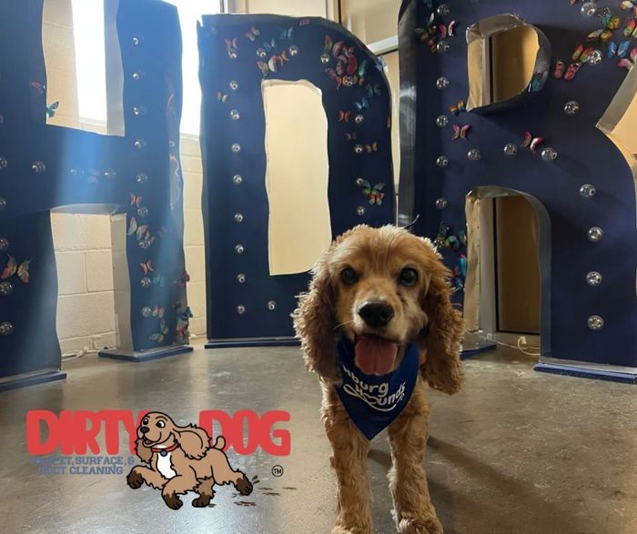 A cocker spaniel wearing a bandana.