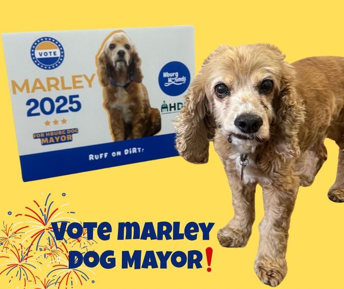 A cocker spaniel is standing next to a sign that says vote marley dog mayor