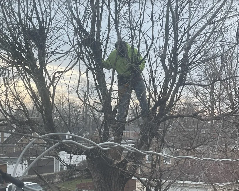 Worker in a green jacket standing in a leafless tree, trimming branches in a winter yard.