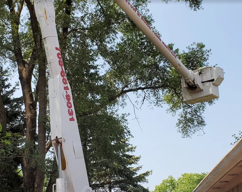 Bucket truck boom near tall trees, with a worker’s platform raised beside the branches.