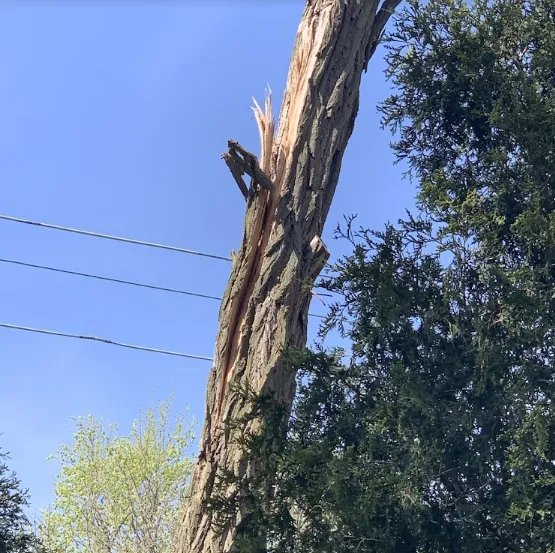 Broken tree trunk leaning beside power lines against a blue sky