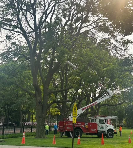 Utility truck with raised boom working among tall trees in a park, with orange cones marking the area.