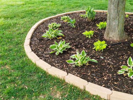 Curved garden bed with small green plants around a tree, bordered by light stone along a grassy lawn.