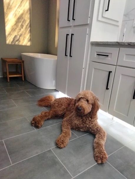Brown curly dog lying on a gray tiled kitchen floor beside white cabinets and a bathtub.