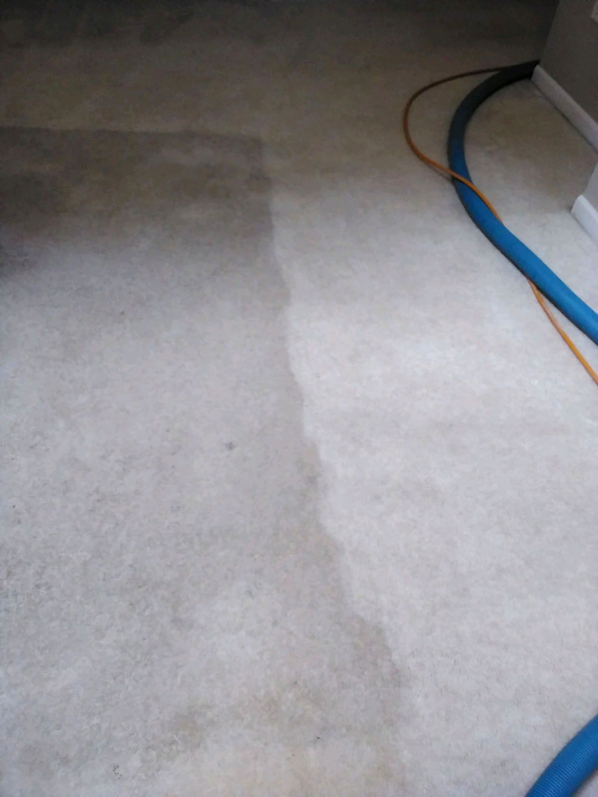 A dirty carpet is being cleaned with a vacuum cleaner