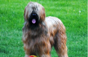 Playful dog in park