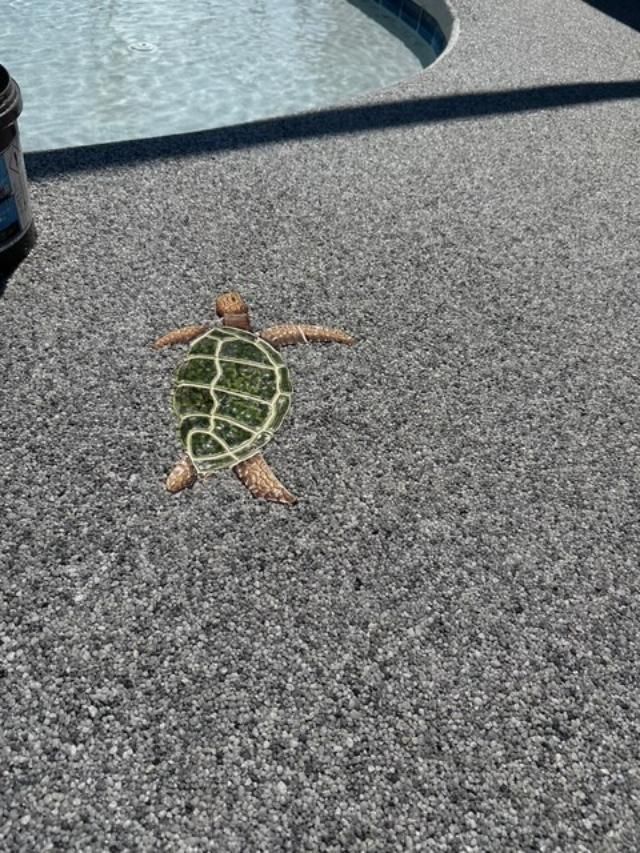 Small green turtle toy on a gray carpeted floor near a table leg.