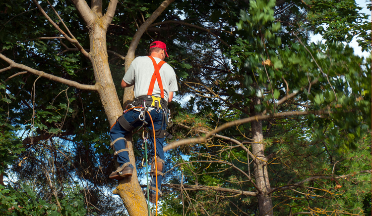 Man on tree maintenance