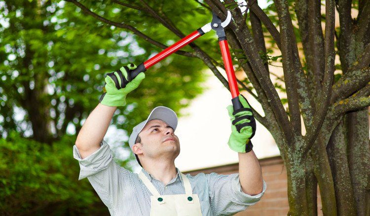 Man cutting the branch of tree