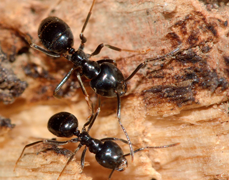 Jet black ants